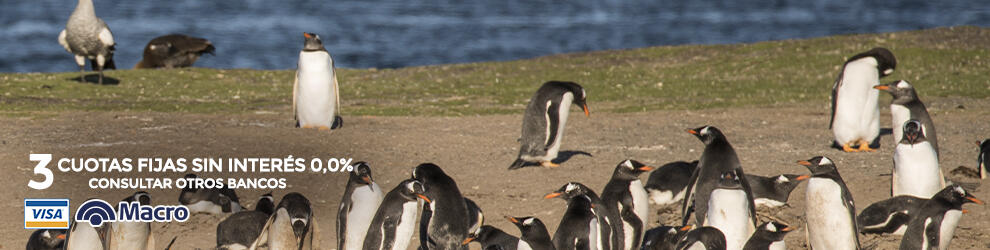 Excursión pingüinera por el Canal Beagle