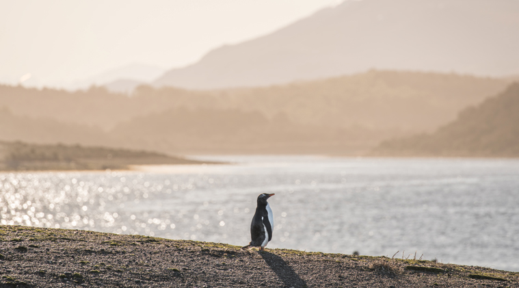 Isla Martillo, Pingüinos en Ushuaia