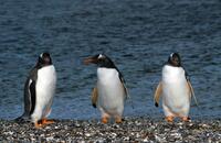 Pinguinos en Ushuaia
