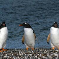 Pinguinos en Ushuaia