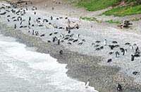 Pinguinos en Ushuaia