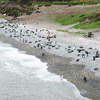 Pinguinos en Ushuaia Pinguinos en Ushuaia