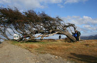 Arbol Bandera - Puerto Almanza