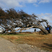 Arbol Bandera - Puerto Almanza Arbol Bandera - Puerto Almanza