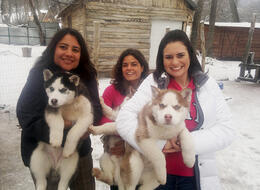 Conociendo los cachorros huskies