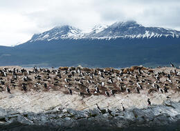 Isla de los pájaros