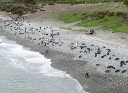 Pingüinera en Isla Martillo