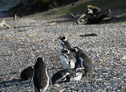 Pingüinos de Magallanes