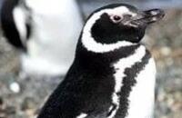 Pingüinos en Ushuaia