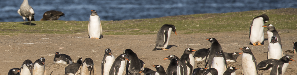 Excursión pingüinera por el Canal Beagle