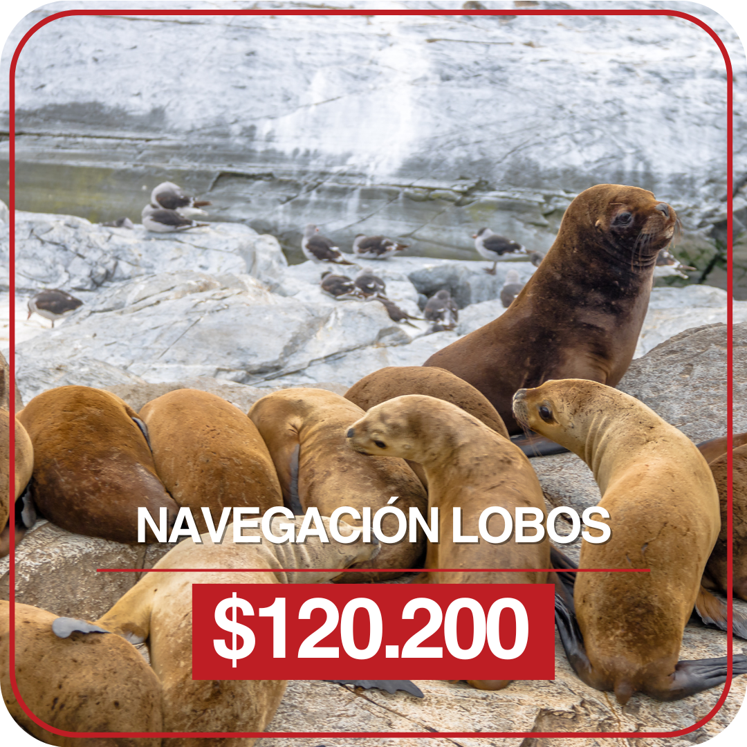 Navegación Lobos