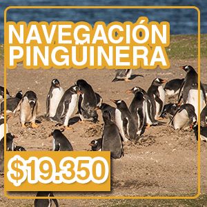 Navegación Pingüinera