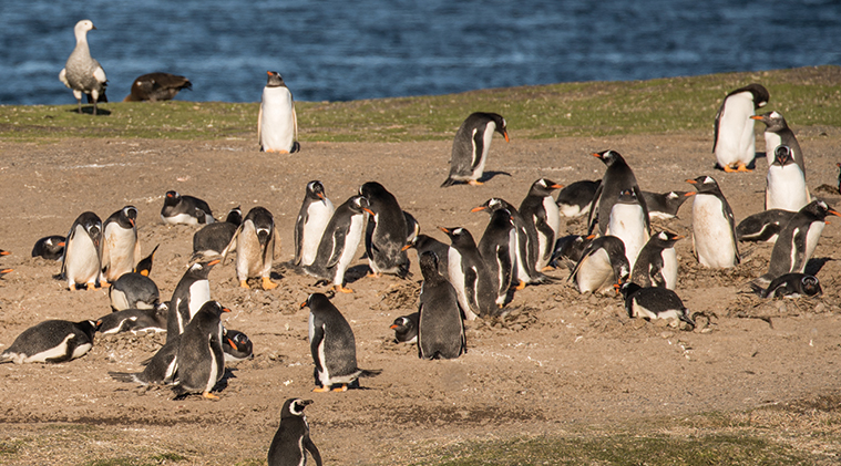 Isla Martillo, Pingüinos en Ushuaia