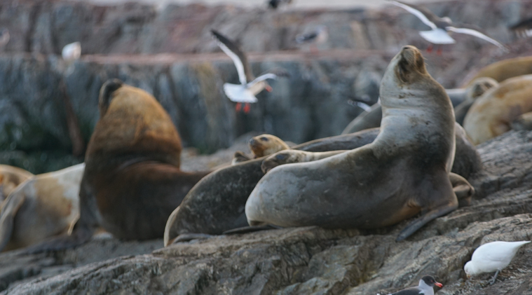 Isla de los Lobos Marinos