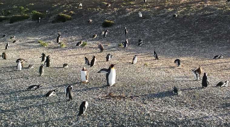 Isla Martillo, Pingüinos en Ushuaia