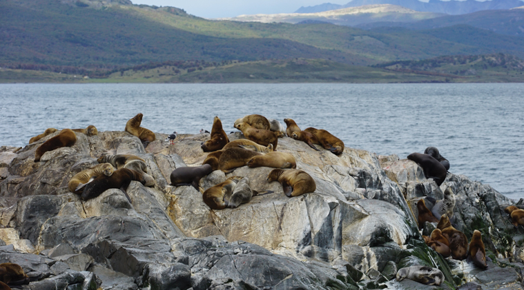 Isla de los Lobos Marinos