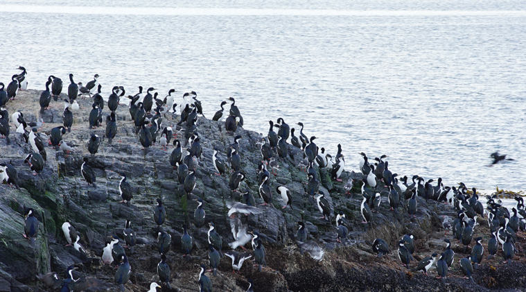 Isla de Los Pájaros, Cormoranes