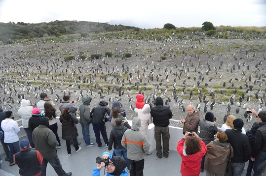 Pinguinos en Ushuaia