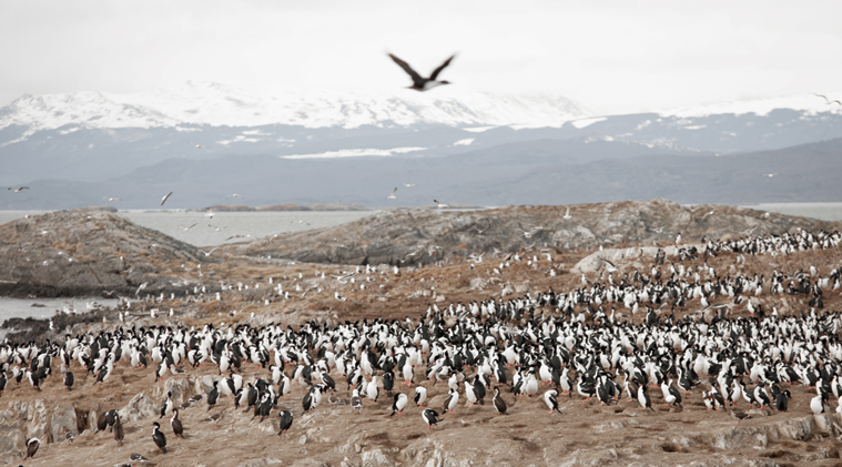 Isla de Los Pajaros