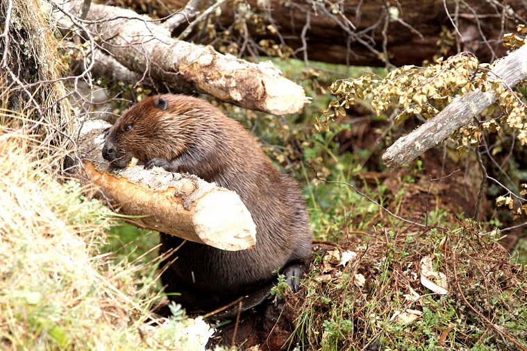 Avistaje de castores en Ushuaia