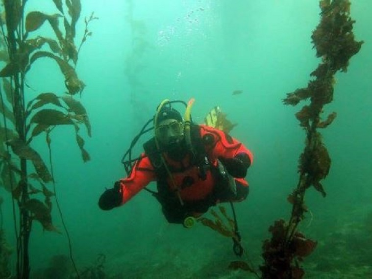 Buceo en el Canal Beagle