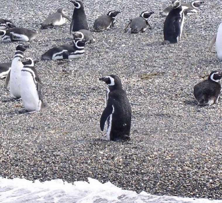 Navegacion Canal Beagle Pinguinera