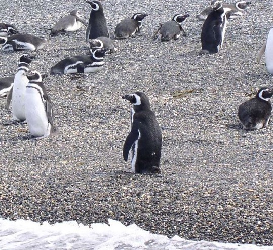 Navegación Canal Beagle Pingüinera