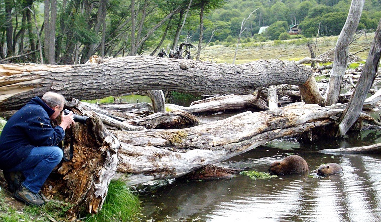 Avistaje de castores en Ushuaia