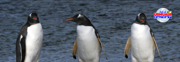 header navegación pingüinera (1)