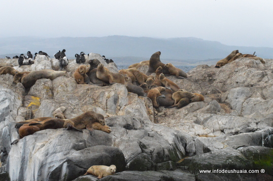 Captura de Lobos Marínos