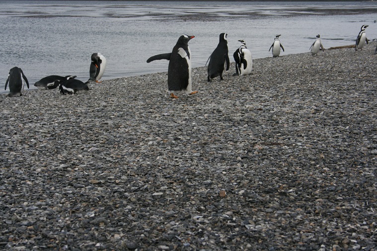 Navegación Pinguinera