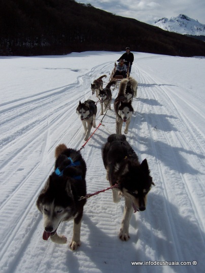 Perros de la excursión Aventura Blanca