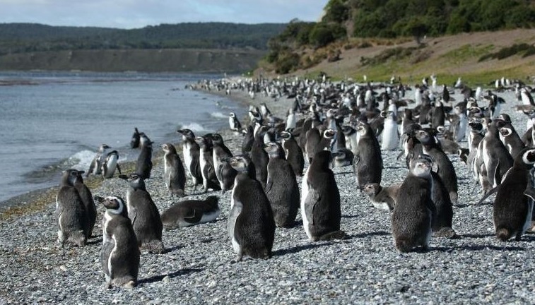 Isla Martillo, Pingüinos en Ushuaia