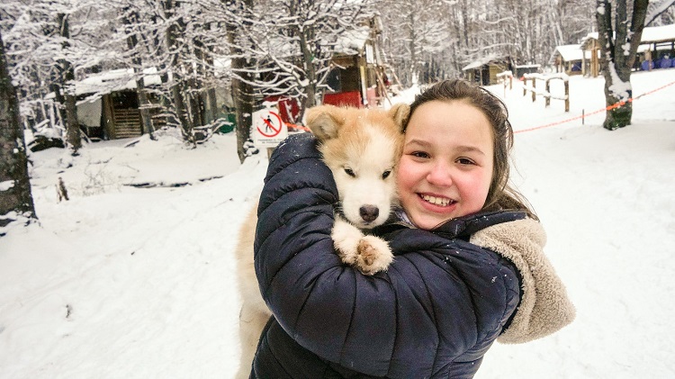 Cachorro Husky Valle de Lobos